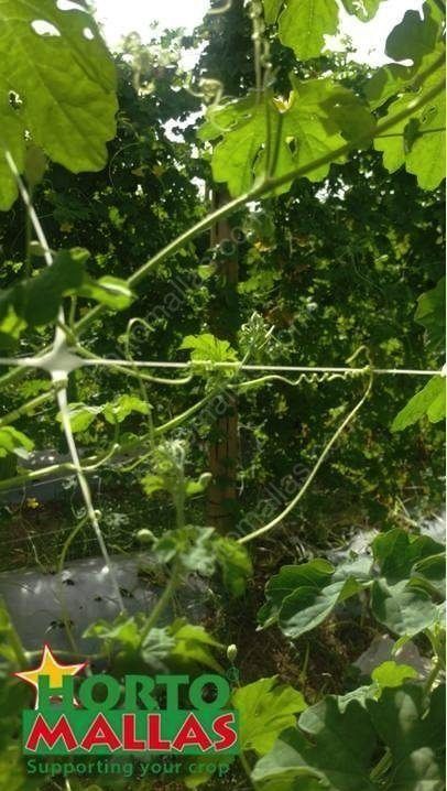 tendrils
