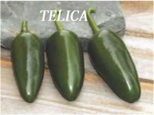 semillas de chiles