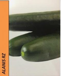 semilla de pepino
